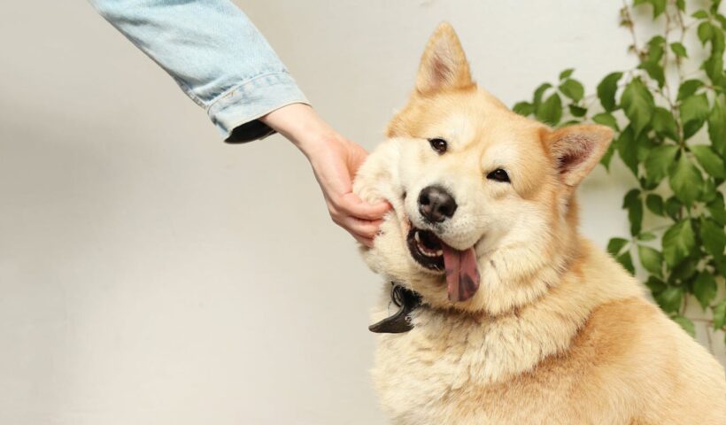 A kutyatartás új gondoskodási formát alakít ki