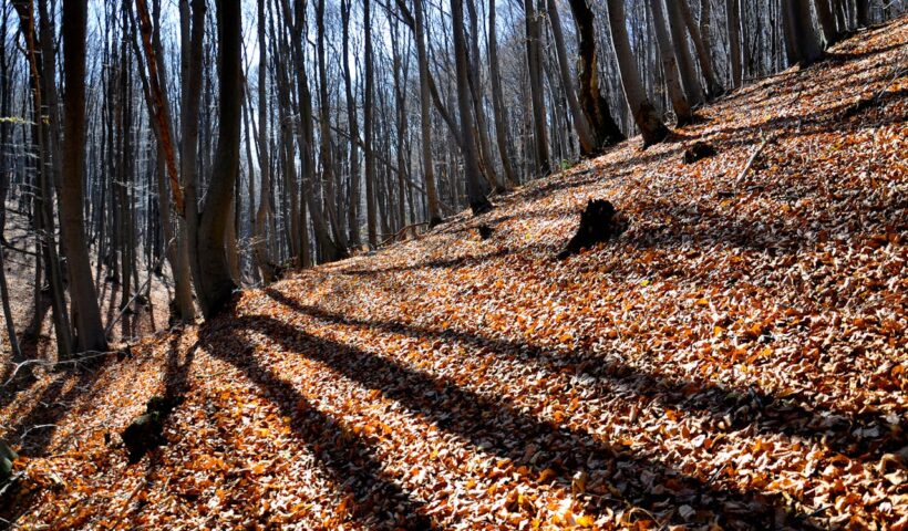 Ezért tökéletes stresszoldó egy erdei séta – az erdőökológus válaszol
