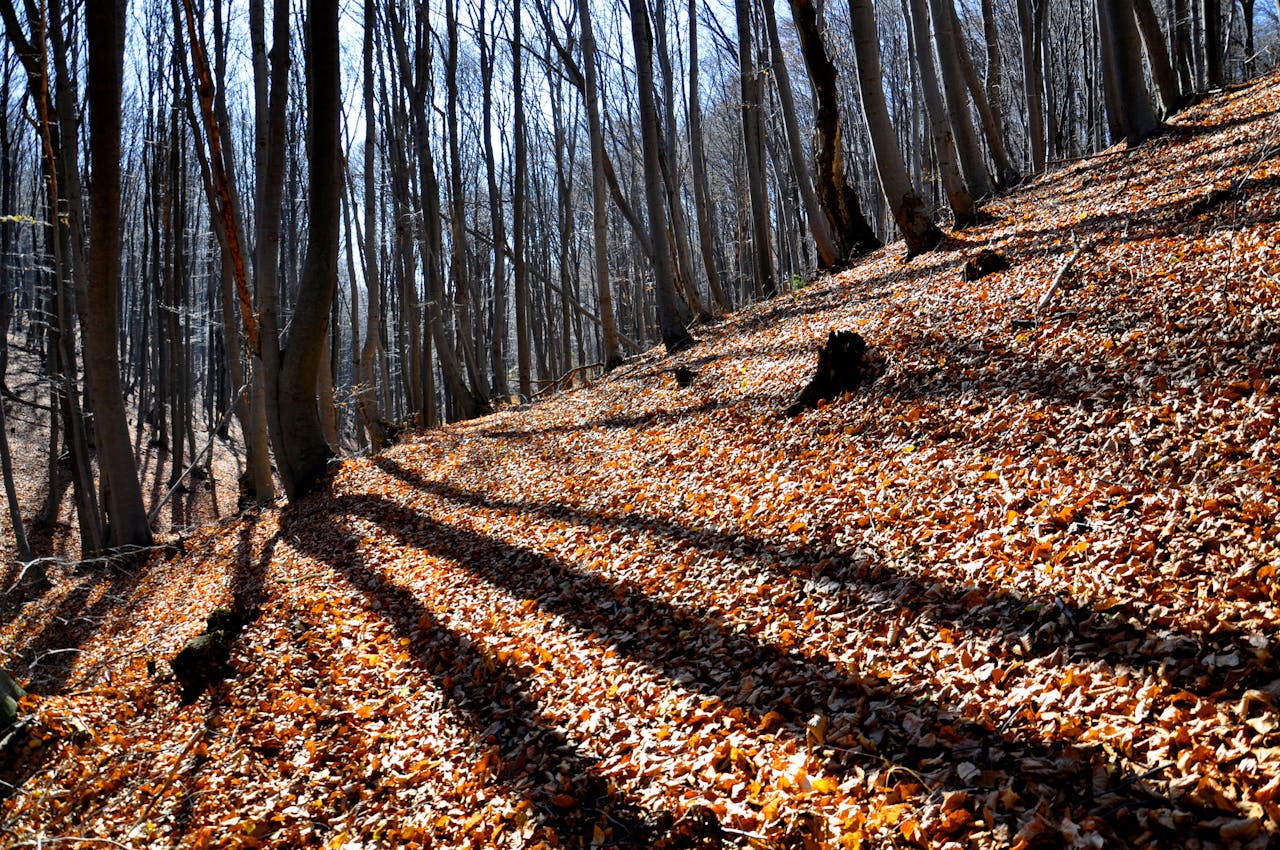 Ezért tökéletes stresszoldó egy erdei séta – az erdőökológus válaszol